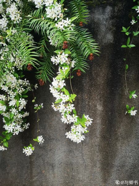 耐陰開花灌木|30種耐陰花，選它，光照不好也能開花一整年!